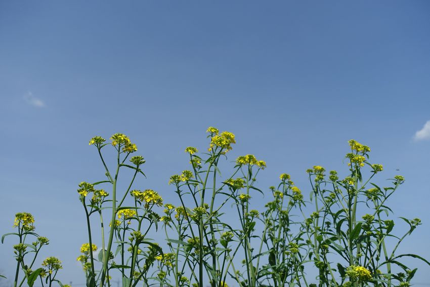 菜の花