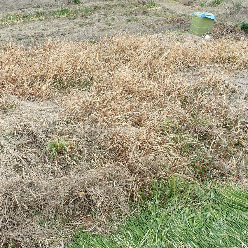 家庭菜園はじめます