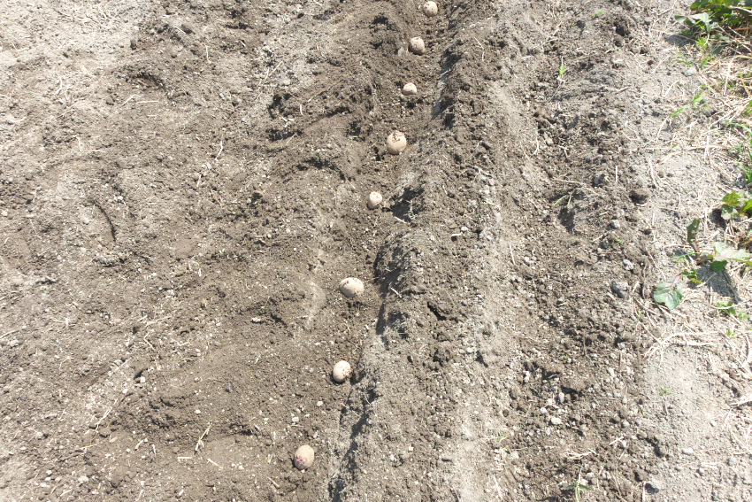 じゃがいも植え付け