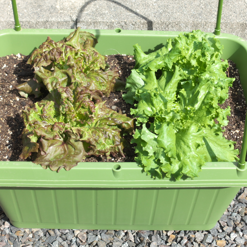 リーフレタス　収穫